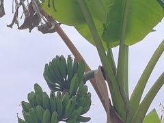 -云溪植物园