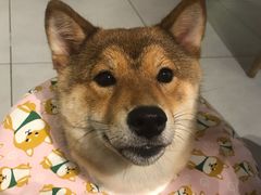 -柴务处·柴犬主题狗咖