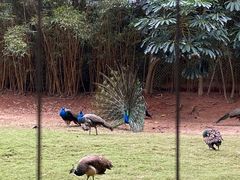 -深圳野生动物园