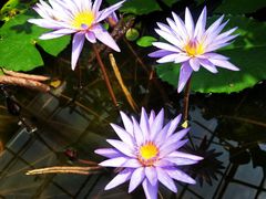 -国家植物园南园