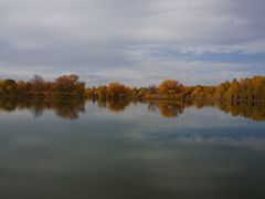 -金塔沙漠胡杨林景区
