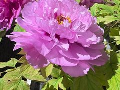 -杏花村水席楼·洛阳水席(老城十字街店)