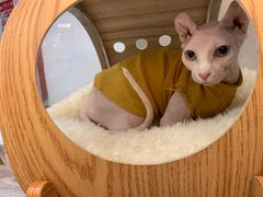 -BABIT巴比特宠物(MOMOPARK店)