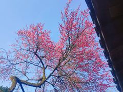 -杭州植物园