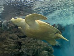 -上海海洋水族馆