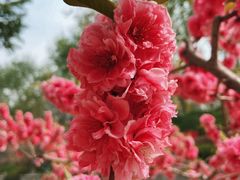 -海棠花溪(元大都城垣遗址公园)