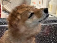 -柚子宠物(伊珊娜调理店)