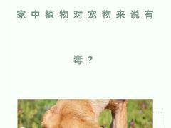 -瑞派申生动物医院·24H夜诊·国际动物医疗中心·骨外科(吴中路店)