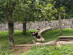 -都江堰中华大熊猫苑