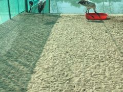 -盐城丹顶鹤湿地生态旅游区