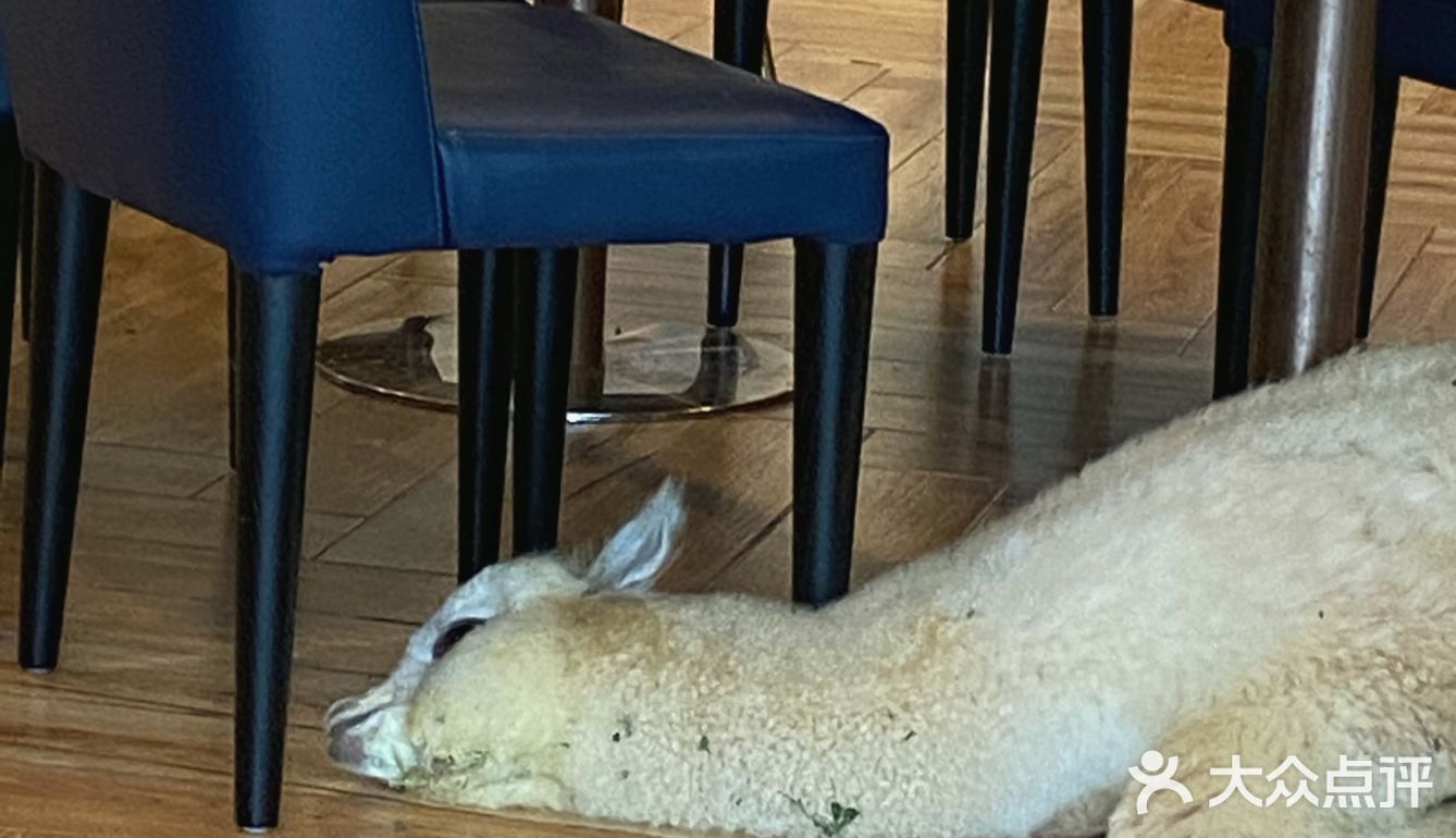 咖｜2只驼驼+27只猫猫的至尊服务