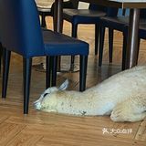 咖｜2只驼驼+27只猫猫的至尊服务