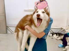 -星多哈·狗咖·拼豆·咖啡