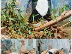-深圳野生动物园