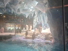 -帝企鹅自助餐厅•儿童岛•真企鹅(长隆企鹅酒店)