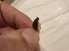 -清花阁乌拉满族火锅(厦门街店)