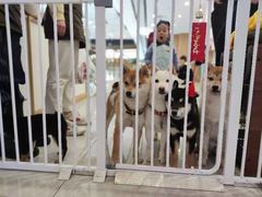 -柴犬小屋·柴餐厅·狗咖食堂(金鼎广场店)