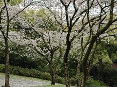 -中国茶叶博物馆(双峰馆区)