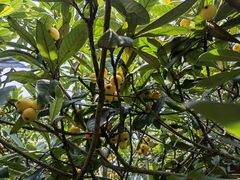 -塘栖枇杷特色园区