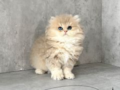 -小猫来了·猫舍(红山六九七九店)