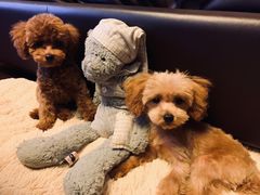 -Goku PET SHOP宠物视觉生活馆(双井店)