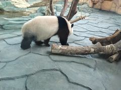 -泉州海丝野生动物世界