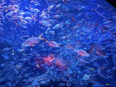 -成都浩海立方海洋公园