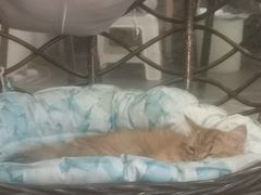 -猫亿天猫咖