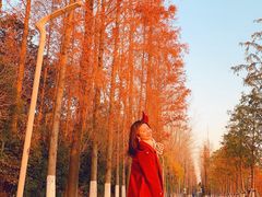 -昆山城市生态森林公园