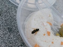 -润和祥小砵头甜酒酿