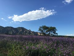 -紫云台香草园
