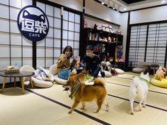 -逗柴咖啡屋·狗咖猫咖宠物桌游