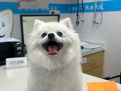 -艾贝尔宠物医院·宠保定点·超声绝育·免疫点(樱花路店)