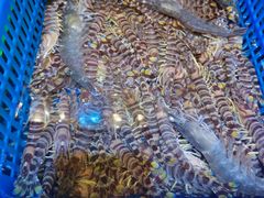 -三个渔夫·蒸汽海鲜(小白楼店)