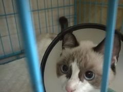 -瑞鹏宠物医院·骨科·猫科·内科(第一中心)