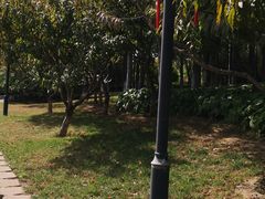 -大望京公园