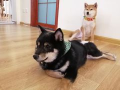 -柴犬小屋·柴餐厅·狗咖食堂(金鼎广场店)