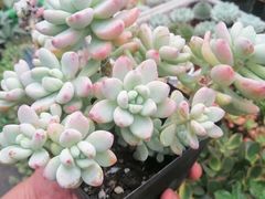 -秦美花卉(天朗·莱茵小城2期店)