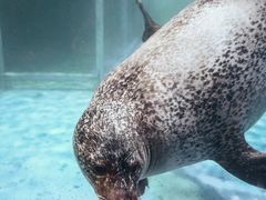 -海合安武汉极地海洋公园