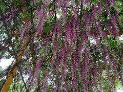 -天适樱花悠乐园