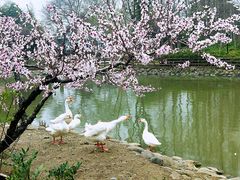 -田园东方蜜桃村的田野营地