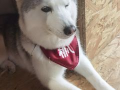 -Husky Go! 哈士奇体验馆·宠物咖啡厅狗咖