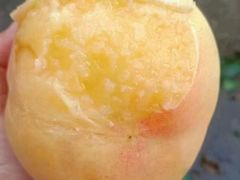 -老袁家蜜桃农场·阳山水蜜桃