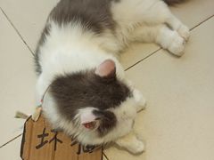 -怪兽屋·羊驼·猫咖·狗咖(俊华广场店)