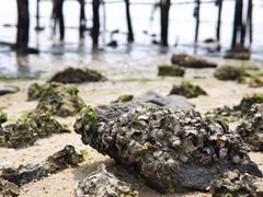 -北海金海湾红树林生态旅游区