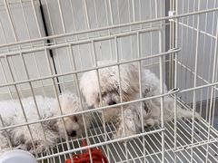 -唐小姐の私宠·宠物洗护美容·撸猫馆·购宠(周浦万达旗舰店)