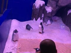 -暹罗海洋世界