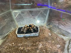 -上海大自然野生昆虫馆(东方明珠·爬宠昆虫探索中心)