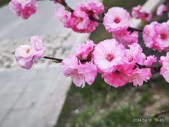 -伊犁河风景区