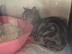 -爱侣宠医·鹦鹉专科·小型哺乳类·异宠专科(灵石路店)